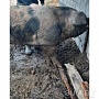 Продам живым весом кныра срочно... Хорошему покупателю хороший торг