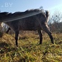 Продаётся козел тогенбурец: 8-месячный здоровый ухоженный козёл, высокая молочная наследственнос