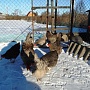 Яйцо инкубационное от домашних кур-несушек породы: Чешский Доминант, Хайсекс(браун), мешанка Дом