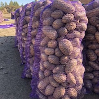 Картофель