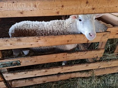 Продам барана Белоголовый Дорпер. Дёшево. Ручной. Доставка.