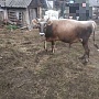 Бычек Джерсейской породы чистокровный 1 год, цена договорная, все остальное по телефону (Воложин