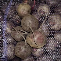 Картофель сорт "Ласунок" и "Гала" поздние сорта отлично для хранения. Картофель средний не мел