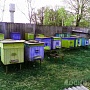 Продам мед . гречка-цветочный. (помесь)Собственная пасека. Ведро 20 Л. В наличии 1000кг. Пчеласе