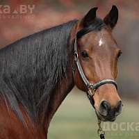 Закупаем лошадей взрослых и молодняк на доращивание, забираем собственным транспорт, работаем по