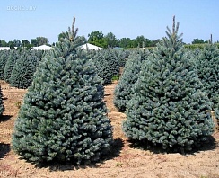 Продаём ель голубую (picea pangens), сорт Glauka Misti Blue, с закрытой корневой системой. Это в