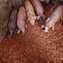 Продам поросят домашних , возраст 8 недель ландрас, дюрок. Пдробности по телефону.