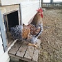 Продаю петухов Билефельдеры нахожусь 6км. От Мкада Гродненское направление.