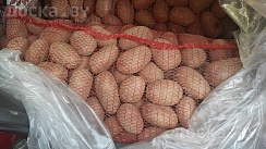 Бесплатная Доставка В Выходные. 10-11.02 Скарб - внутри жёлтая, кожура жёлтая, разваривается в