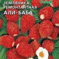Земляника Али-Баба