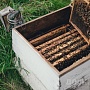 Продукция урожая 2021 года. Исключительно натуральный мёд с собственной пасеки, расположенной в