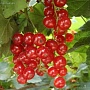 Продаём саженцы смородины разных сортов: чёрной, красной, розовой, белой для механизированного и