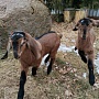 Продам двух 93.75% англо-нубийских козочек. Родились 18.02.2022 в тройне. Обезрожены, витаминизи