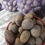 Продам картофель, сорт "королева Анна" и "Скарб" . В наличии 15 мешков по 40кг. Перебран и отобр
