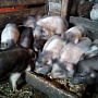 Продам поросят вьетнамской породы. Привиты.