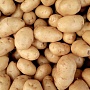 Излишки картофеля с личного хозяйства. Картофель очень вкусный, без химии, разваристый. Доставка
