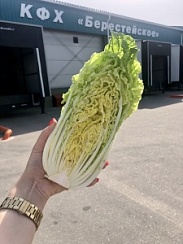 Капуста пекинская