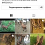 Альпийские козочки 100%, возраст 2 месяца, обезрожены, витамины проколоты, документы, а также в