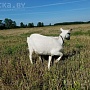 8-месячная коза зааненской породы. Высокие удои и очень вкусное молоко у матери. Цена козы 180 р