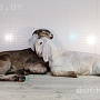 Продаём англо-нубийских 95% козликов. Родились 14 ноября 2023. Проколоты витаминами и дважды пр