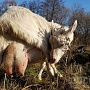 Продаётся молодая коза зааненской породы возраста 3 месяца. Высокие удои и очень вкусное молоко