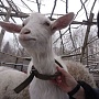 Продаю или в аренду на лето, две козочки первокотки смешанных пород, безрогие красавицы, 1, 5 -