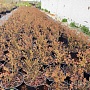 Продаём саженцы голубики садовой (микроклонального размножения растений in vitro) разных сортов.