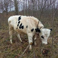 Бык