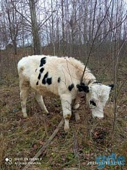 Бык