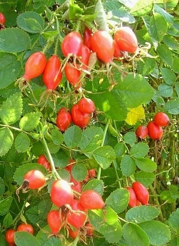Шиповник