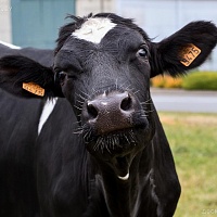 Покупаем быков, коров, телят от 50 до 100 кг. Очень дорого. Работаем с частниками и с организаци