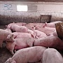 Продам свиней в живом весе Вес от 80 до 170 кг Ганцевичский район д Денисковичи Цена догово