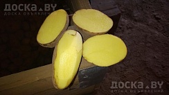 Картофель сорт "Адретта" поздний сорт отлично для хранения. Картофель средний не мелкий. имеет