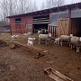 Продам отару овец прекос 32 штуки после трёх , двух и одного окота Баран иль-де-франс Яркие и