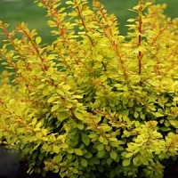 Барбарис Тунберга Golden Dream 20-30 см