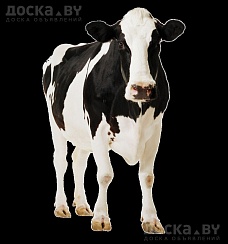 Куплю крс, дорого, самовывоз, живым или убойным весом, звоните в любое время дня и ночи