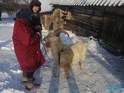 Продам породистого козла