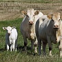 Закупаем быков, коров, лошадей живым и убойным весом у населения и организаций, самовывоз из люб