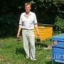 Пчелиная пега