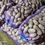 Продам домашний картофель отличного качества, экологически чистый, отобранный вручную, без болез