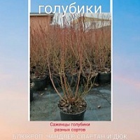 Голубика