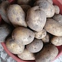 Продам картофель, сорт "королева Анна" и "Скарб" . В наличии 15 мешков по 40кг. Перебран и отобр