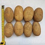 Продам вкусный домашний картофель. По качеству и вкусу останетесь очень довольны. Доставлю по Ми