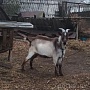 Продам альпийского козлика, 8, 5 мес. Документы не оформлялись, но происхождение известно до 6-г