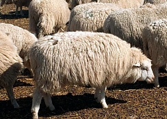 Алтайская