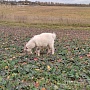 Продается козлик молодой, от очень хорошей козы. Дружеский, не дерётся, приучен к привязи. Звони