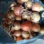 Уважаемые Минчане и гости столицы. Рад Вам предложить натуральные деревенские овощи без всяких