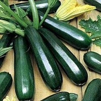Кабачок Блэк цуккини