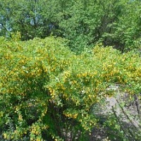 Песчаная