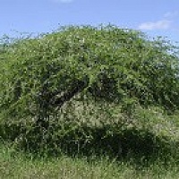 Нильская